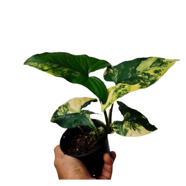 Syngonium Yellow Variegated