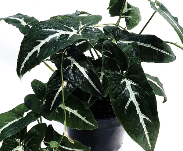 Syngonium Wendlandii