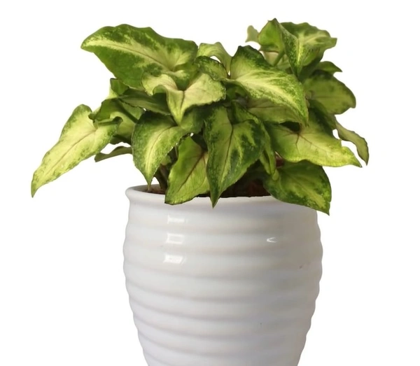 Syngonium Good Luck Green