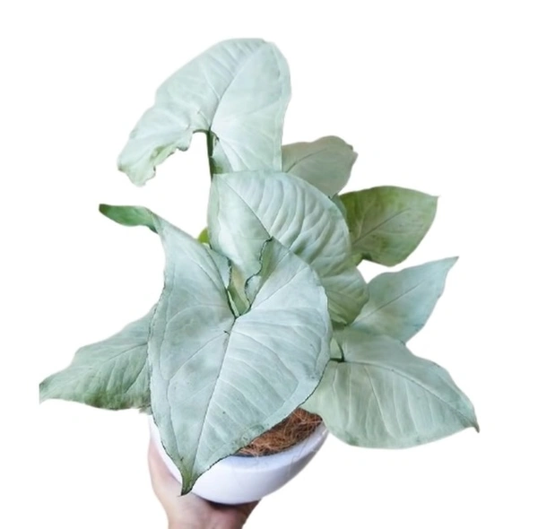 Syngonium Imperial White
