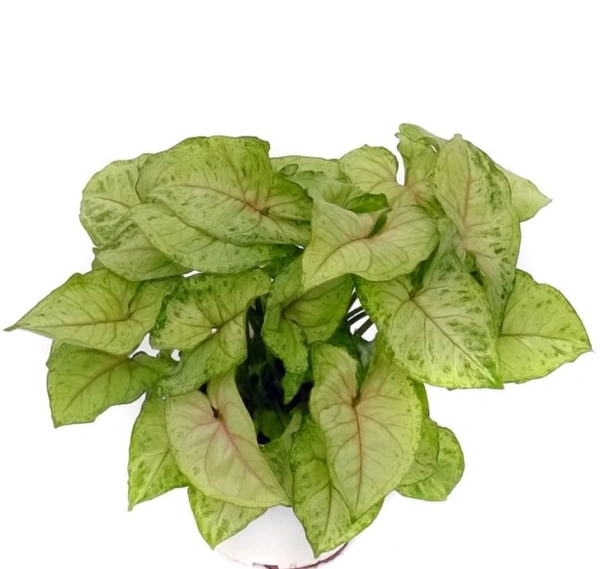 Syngonium Berry Allusion