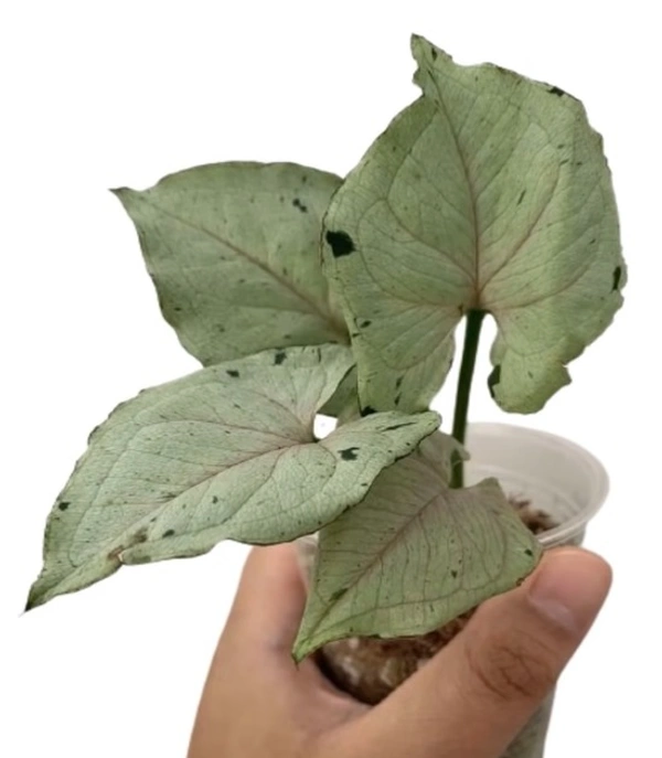 Syngonium Gaey Ghost