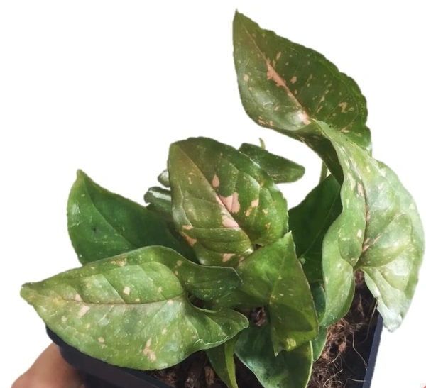 Syngonium Pink Spot