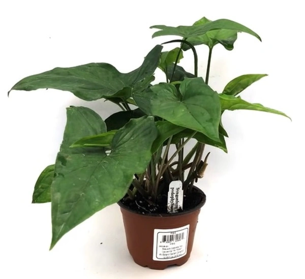 Syngonium Reverted Green