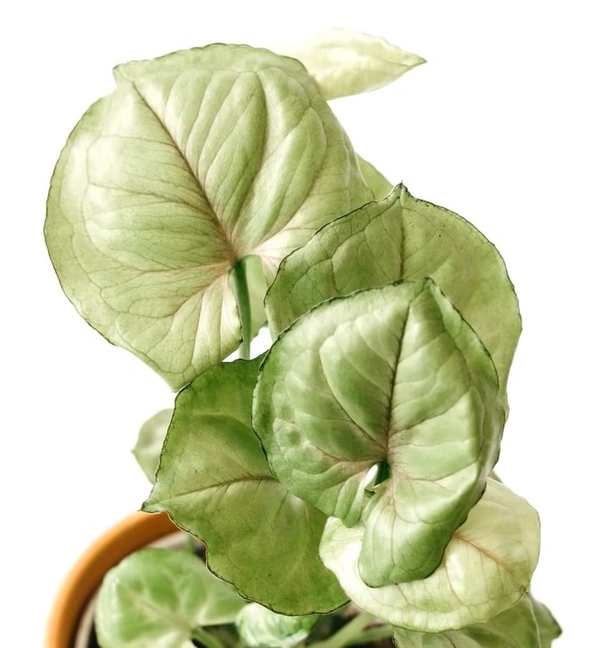 Syngonium Roxanna