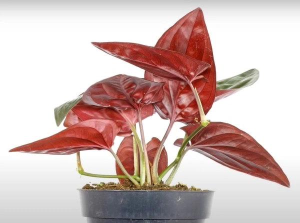 Syngonium Red Arrow