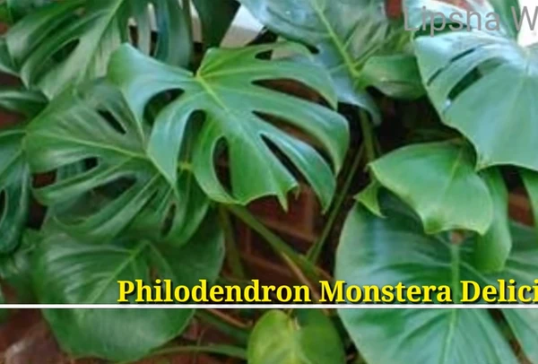 Philodendron Monstera Deliciosa Sapling (100 Pcs.)
