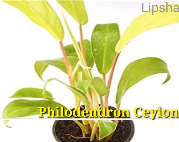 Philodendron Ceylon Golden
