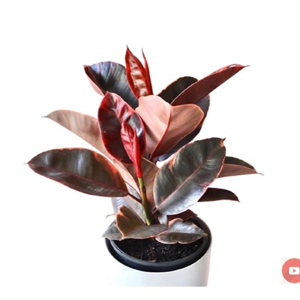 Ficus Elastica Ruby