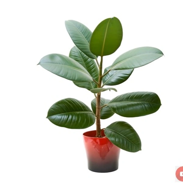 Ficus Elastica Decora