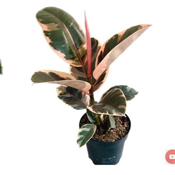 Ficus Elastica Belize