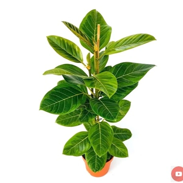Ficus Elastica Al Tissima