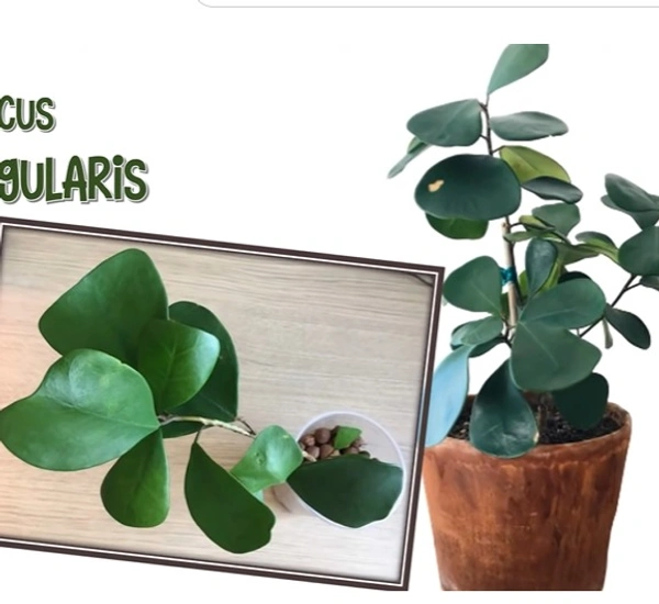 Ficus Triangularis
