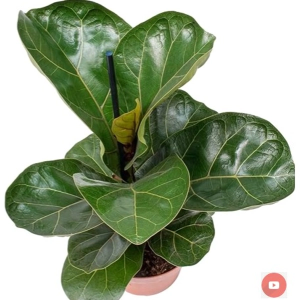 Ficus Lyrata Bambino