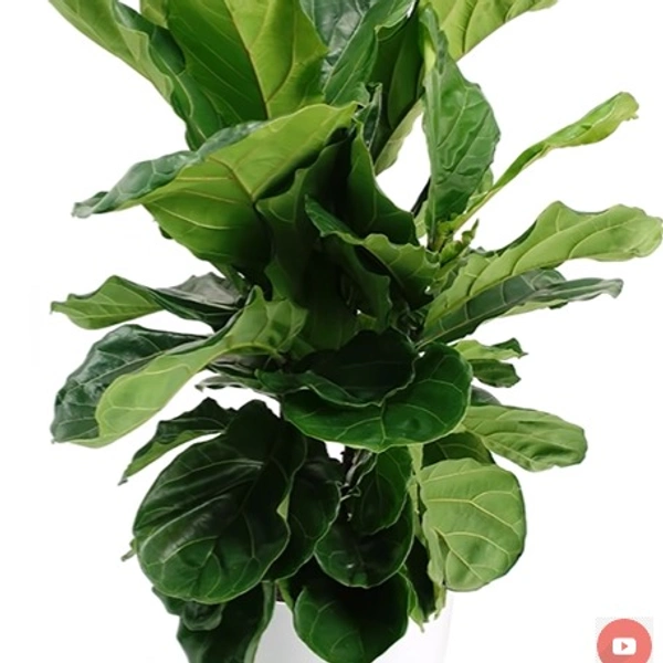 Ficus Lyrata Bush