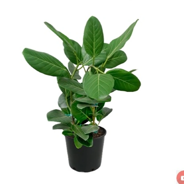 Ficus Benghalensis Aubrey