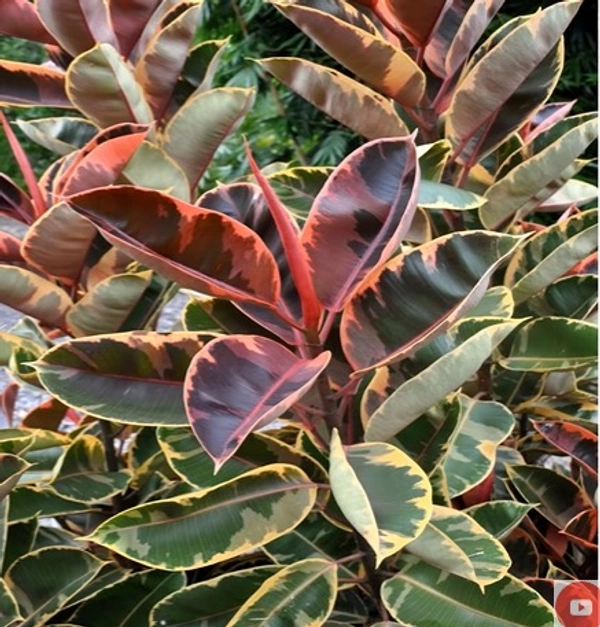 Ficus Elastica Tricolor