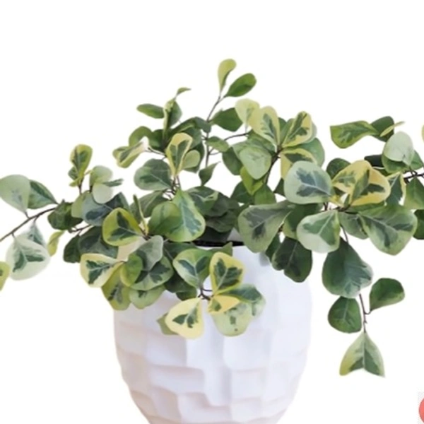 Ficus Triangularis Variegated