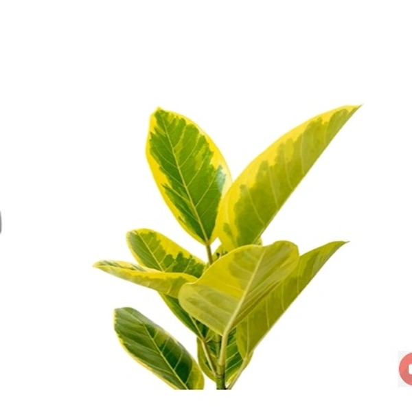 Ficus Elastica Al Tissima Yellow