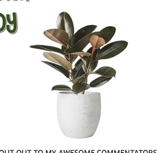 Ficus Elastica Burgundy