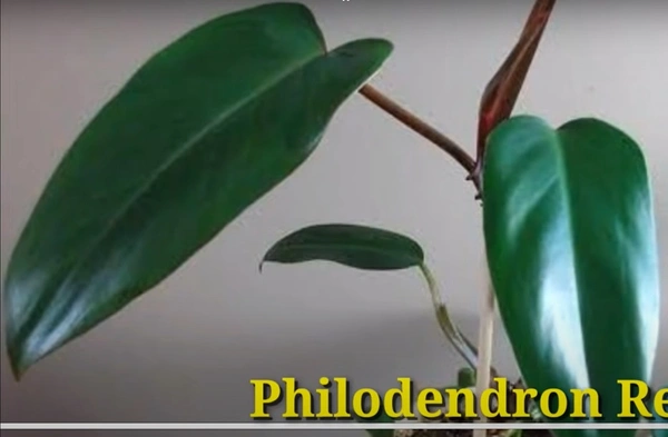 Philodendron Red Emarald