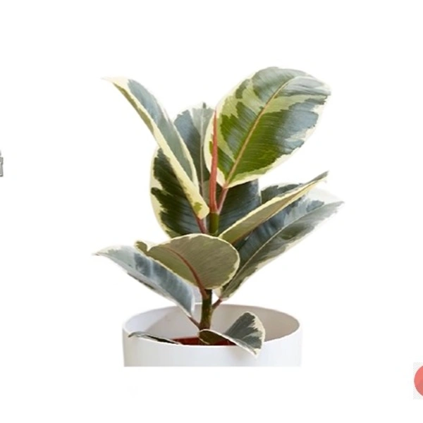 Ficus Elastica Tineke