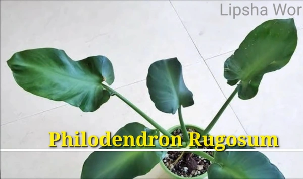 Philodendron Rugosum