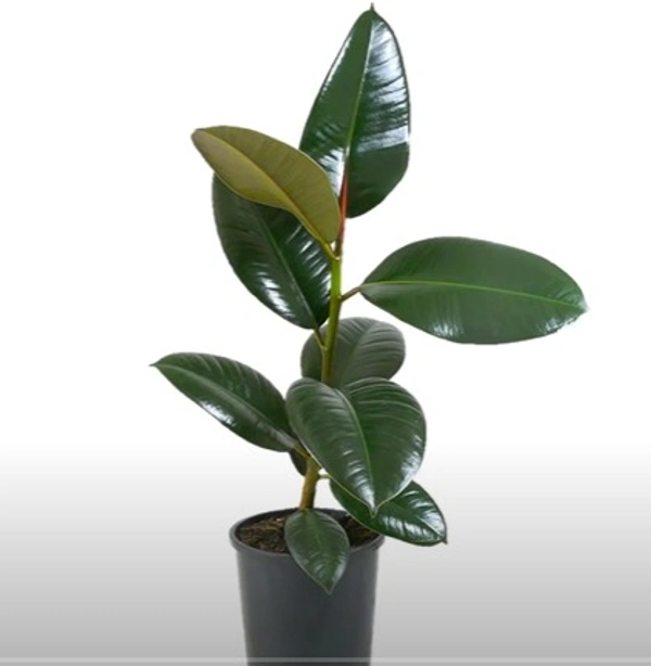 Ficus Elastica Robusta
