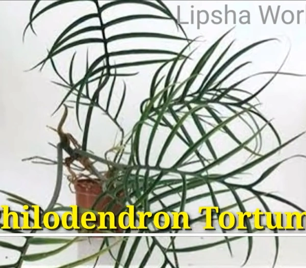Philodendron Tortum