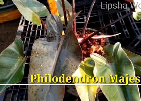 Philodendron Majesty