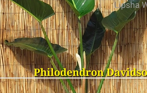 Philodendron Davidsonii
