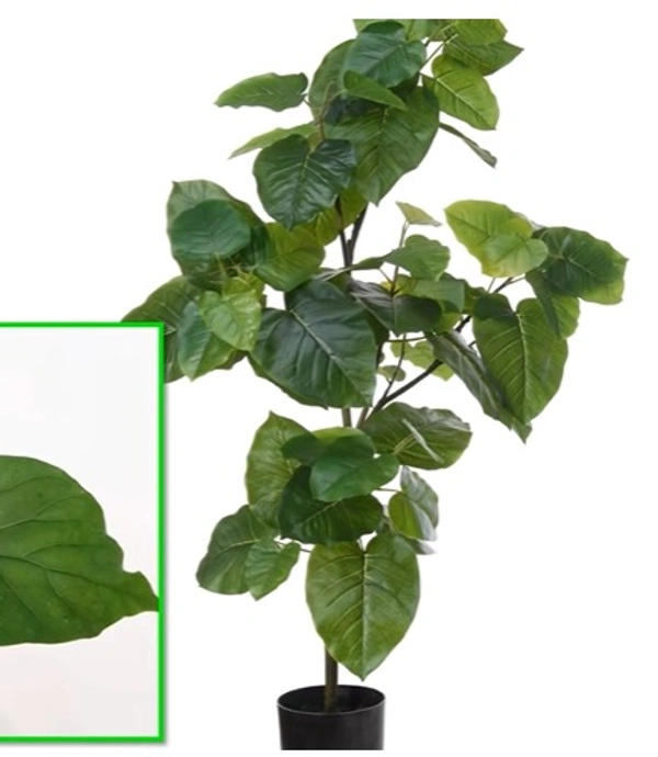 Ficus Umbellata