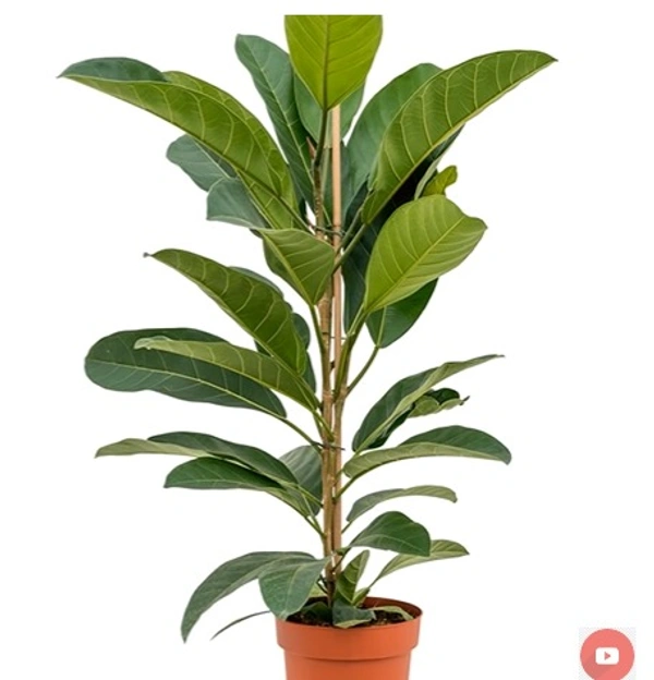 Ficus Benghalensis Roy