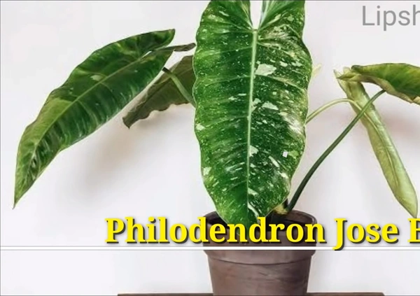 Philodendron Jose Buono