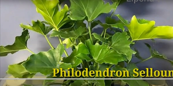 Philodendron Selloum