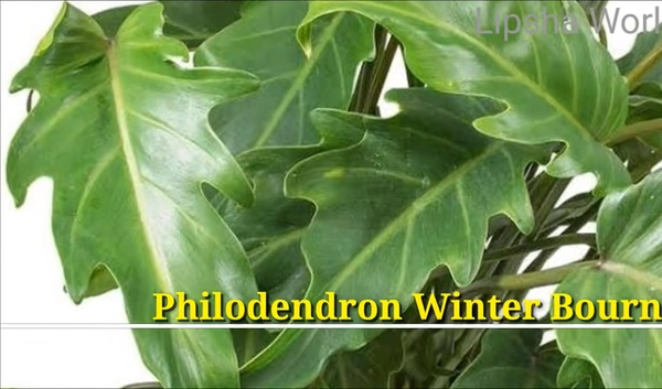 Philodendron Winter Bourn