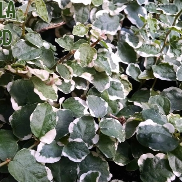 Ficus Pumila Bariegated