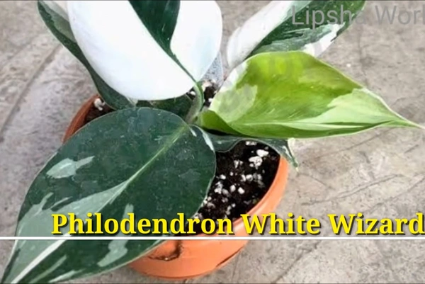 Philodendron White Wizard