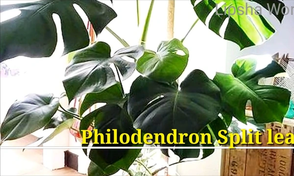 Philodendron Split Leaf