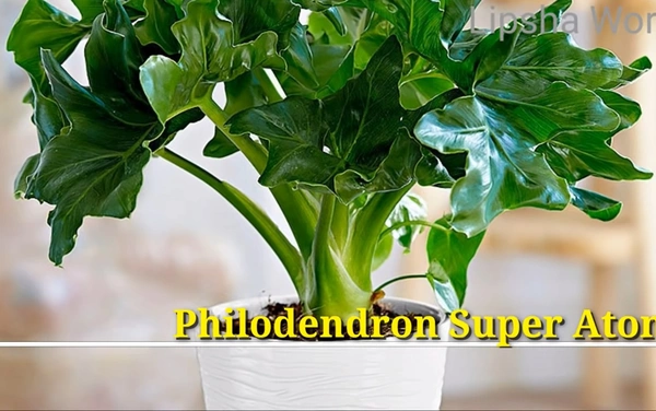 Philodendron Super Atom