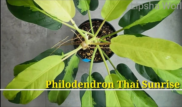 Philodendron Thai  Sunrise