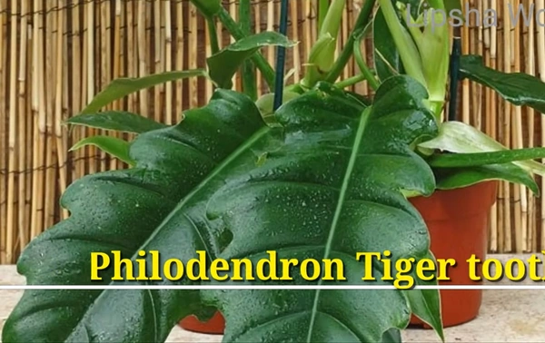 Philodendron Tiger Tooth