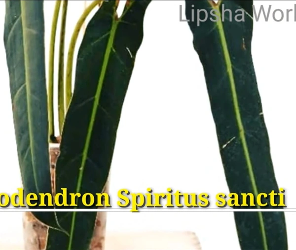 Philodendron Spiritus Sancti