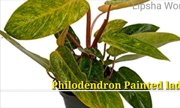 Philodendron Painted Lady