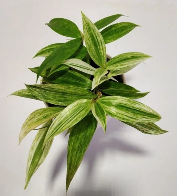 Dracaena Surculosa - Golden Dragon (50 Pcs.)