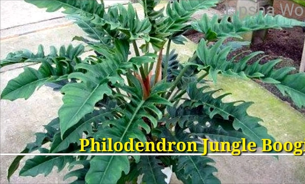 Philodendron Jungle Boogie