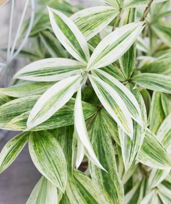 Dracaena Surculosa - Golden Dragon Variegated (50 Pcs.)