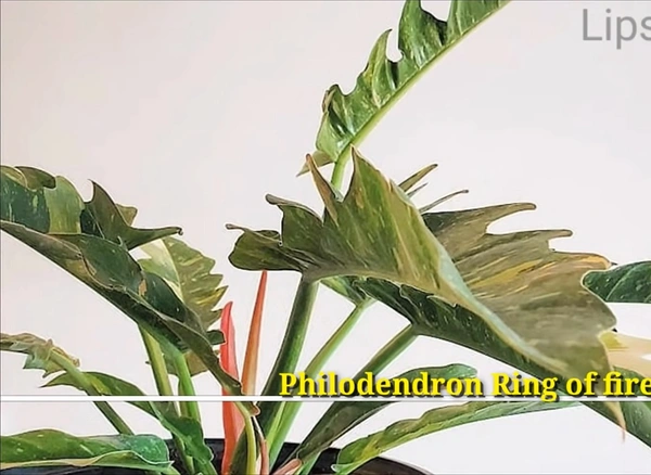 Philodendron Ring Of Fire Variegated
