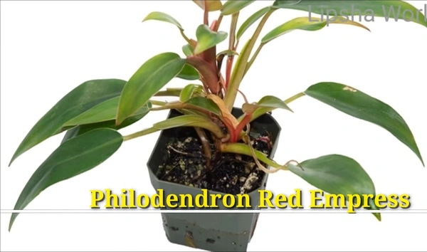 Philodendron Red Empress