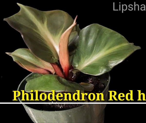 Philodendron Red Heart